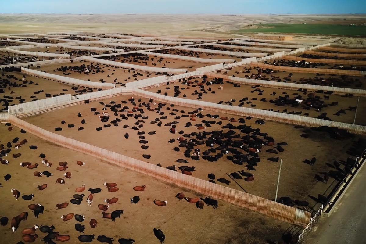 HerdWhistle Announces Installation with Largest Feedlot Operator in Canada HerdWhistle